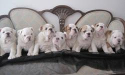 We have one little fawn brindle girl left for sale.  She has a beautiful white head with a fawn brindle body.  We breed and show our puppies.  The father to this litter has his Canadian Championship as well as his Junior International Championship.  The