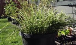 Huge healthy evergreen grasses and glossy leaved shrub.This is the perfect time to transplant! Perfect for between your annuals. I'm redecorating a tiny garden and don't have room for doubles of these.
