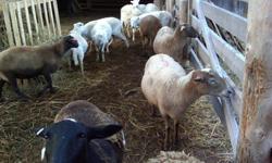 Exposed Katahdin Sheep For Sale
 
Due to start lambing in January!
These purebred unregistered Katahdin ewes were exposed
to 2 rams...1 Dorper ram & 1 Suffolk ram for meaty, growthy lambs.
6 white Katahdins, 6 brown Katahdins, 1 brown Katahdin