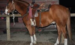 Grade QH Gelding
'Casey'  Is SOLD to Great People... Thanks!
 
2001 Sorrel Gelding
Fancy 4 socked, Blaze faced Sorrel. Casey is Gentle, Nice to have around, Easy to Catch and Broke. He is Honest and he Does try hard and learn very quickly.  Been used as a