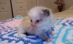 1 female ragdoll kittens left for sale from a litter of 5.She will come with first vaccine,dewormed and vet exam and treated for all parasites.Deposit required to hold one.Ragdolls adore their human counterparts. Sometimes being referred to as more like a