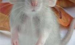 dark brown, grey, and white. these are not feeder rats. they make wonderful pets and are trainable like dogs. they are very intelligent and loyal. they make great pets but should not be alone because they are very social. they are litter trainable and