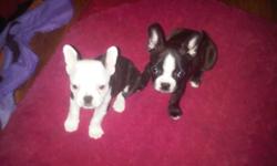We have a pure bred french bulldog female and a boston terrier male that had puppies! We have 2 girls and 1 boy left that were born on 11/11/11. They have been dewormed and have their first shot. They all come with a take home package, health record,