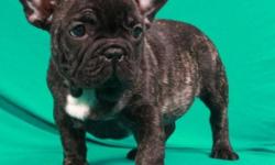 FRENCH BULLDOG PUPPIES
604 710-4805
BOY 1- PICTURES 1, 2
BOY 2- PICTURES 3,4
BOY 3- PICTURES 5,6
BOY 4-PICTURES 7,8
 
                                         FEMALE 1- PICTURES 9,10
All of our puppies have had there first and second set of shots, they