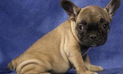 FRENCH BULLDOG PUPPIES
604 710-4805All of our puppies have had there first and second set of shots, they come dewormed, microchipped and tattoed, health guarantee and pet insurance.
Give us a call now to know any more information of these frenchies
French