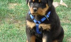 Huge female rottweiler 3 shots,dewormed,vet checked,comes with crate to ship she is from german imported parents and will be a very big girl. email for more pics of her and parents.Shipping is 200.00 more so total is 1000.00
second pic mom third dad 4th