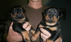 Beautiful rottweiler pups to approved homes.Tails docked and dewclaws removed. Deworming, 1st shots and health check. Available for adoption Jan 17,2012.