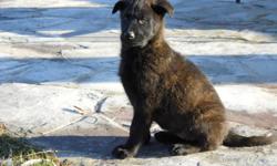 3 playful German/Dutch Shepherd mix puppies for sale.
 
Family raised in the country, ready to go. Parents on site.
Vet checked, shots and dewormed.
$350.
Call 905-662-8027.
Located in Stoney Creek.