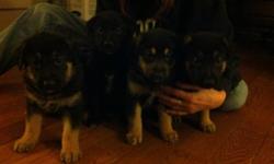 Gorgeous german shepherd cross puppies will be ready for new homes on Jan 6th. Mother is purebred, reg'd german shepherd.  Father is suspected to be a border collie/lab mix.... Puppies have either traditional german shepherd markings (males) or are solid