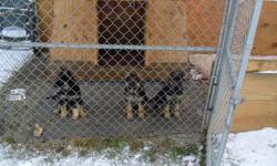 we have three beautiful black and tan german shepherd puppies,one male and two females,which all weigh around 25 lbs.they are very healthy and happy puppies that have thier first shots and vet checked.Both parents are on site for viewing.they are ready to