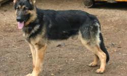 BEAUTIFUL GERMAN SHEPHERDS
 
THE PUPS ARE IN EXCELLENT HEALTH AND GUARANTEED.
THEY ARE VACCINATED ,DEWORMED AND HAVE BEEN TREATED WITH REVOLUTION FOR THE PREVENTION OF FLEAS AND PARASITES .
THE PUPS ARE SOCIAL AND THE PARENT
Simba x Brandi
Europeon