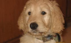Beautiful first generation Golden Doodle puppies for sale. Non-shedding, hypoallergenic.  Mom is an American Golden Retriever and on site and Dad is an apricot Standard Poodle.  Both parents are around 50 lbs. therefore these puppies should not grow into