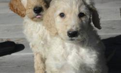 Beautiful, low shedding Golden Doodle Puppies. Mom is a Golden Doodle and dad is a Standard Poodle. Doodles make wonderful family pets - intelligent, very trainable, similar in nature to the Golden Retriever.