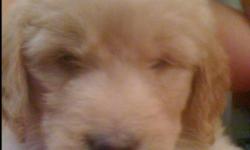 4 female and 5 male golden doodle puppies will be ready to go to their forever homes at Christmas. The mother is a Golden Retriever and the father is an apricot Standard Poodle
This ad was posted with the Kijiji Classifieds app.