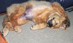Golden Retriever Puppy!  One sweet natured male with  medium gold colouring and classic full coat.  Family raised in our home.  This little fellow is smart and loves people, he sleeps most of the night and knows sit and come already! He has had his vet