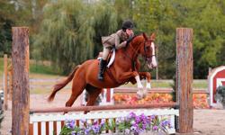 1999 - 16'1" chestnut Argentine Warmblood gelding - Registered Columbian Sport Horse with lots of chrome! Tons of show miles and tons of championships at A level circuit in Hunters. Beautiful trot, good form over jumps, doesn't stop or refuse. Suitable to
