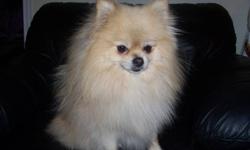Pomeranian puppies
Born Oct 13/2011
2 females and 1 male
Vet checked,dewormed and 1st vaccinations.
Will be very fluffy and a rare cream sable color.
Parents on site.
Ready to go Dec 8/11
$650.00
For more info call 705-492-0795
 
Pics of puppies are from