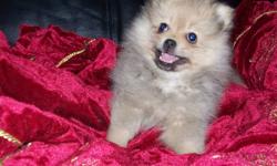 Beautiful female pomeranian puppy
Born 13/10/2011
Vet checked,dewormed and 1st vaccinations
Approx 8 pounds full grown
Very fluuffy coat and rare cream sable color
Parents on site
Ready to go!
For more info call 705-492-0795