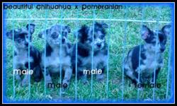 I have 3 gorgeous cihuahua x pomeranian. I only have the three males left. They are all merle in colour. They are playful, love people, cuddly and friendly. They are used to people, other dogs, cats, horses, cows and children. There mother is a pomeranian
