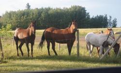 Two horses for sale...$1500.00 each or 2 for $2500.00.. Both are broke to ride, 12 years old has been ridden in the mountains.  Both horses have been around cattle.  5 yr old Bay has 30 days training, very gental horse.  Reason for sale...too many horses.
