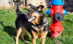 Suzie has found a new home now.
Thank you for your interest.
Suzie is a Roti-Chow cross with a tongue half-toned with the characteristic black of the Chow and with a soft shining black and tan coat as shown. Suzie is very affectionate with her owner and