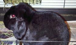 Black Holland Lop  rabbit for sale. Male, neutered, 2years old. 'Charlie' is a very friendly and active bunny. He is littered trained,(he will not go on the carpets!) and he does not bite. He loves attention and enjoys being pet. Charlie comes with a