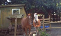 Horse Board Metchosin available August 1st:
Relaxed atmosphere for one easy going gelding, my horses live in a herd environment on 2.5 acres. There are two large paddocks with shelters that are shared for night feeds. The field/property turn out is
