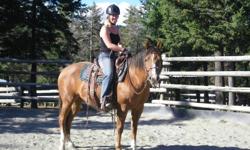4 year old AQHA mare.  Lightly started under saddle but very very steady.  She has been out in the trails and has done some arena work.  Very quiet, soft energy, loves attention, gets along extremely well with other horses. 
 
Georgie is always watching