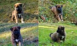 Get yourself a pure breed Belgian Shepherd also known as Malinois crossed with a pure albino Husky. The incredible training ability of the Malinois with the edge coming from the Husky will require attention and time until maturity. The pup?s color and