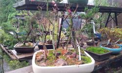 Japanese Maple Bonsai grouping planted in a 23 x 19 x 4 inch glazed Bonsai pottery tray, 9trees in the group, ready for wiring and final shaping, 1 only available for 295.00 @ Peninsula Flowers Nursery 8512 West Saanich Rd. 250 652 9602
Opening hours on