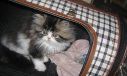 This little guy is very pretty. He is a brown tabby and white, had his first vet check and needles, ready to go to his for ever home. Mother and dad are on site and on my website at http://www.littlesecrets.ca   I give a one year health guarantee, and you