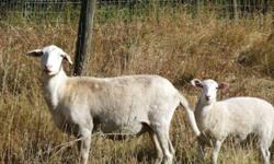 Katahdin sheep for sale
Female (2008) - $250
Male (2007) - 200
Female Lamb (2011) - $150
Serious offers only please.
( 3 0 6 ) 9 4 7 - 2 1 1 2