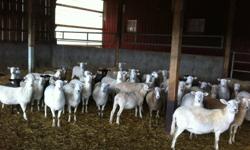 Group of Katahdin sheep due to lamb in Nov./Dec. also a group due to lamb in Jan./Feb.