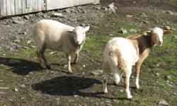 Docile and easy to handle with low maintenance , pure Katahdin ewe, a year old , born triplet. the ram is Katahdin cross , born twin . both does not have to be shared in the summer, want$175 each or $300 for both.