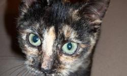 Orange and black (tortoiseshell) female.  A neighbour found this little girl wandering around her back yard, half starved.  My mama cat adopted her into the litter.  Vet estimates birth date to be July 20th.
 
This is a very quiet and gentle kitten.  She