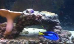 Large Artificial rock in salt water
20" long 10" deep 10" tall with a
8/9" toadstool coral attached to it
I have a lot more aquarium things
for sale see my other adds mostly salt Water fish and live rocks as well
This ad was posted with the Kijiji