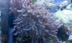 ive had this colony for about 2 years
fully open its about 6 inches by 6 inches
nice large piece of rock, included in price of coral
pickup in burlington
*i recently bought a polyp frag from the reef gallery and i have since had a large outbreak of red
