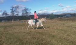 Shy is a loving and realiable large pony mare. She has been shown in dressage, eventing and hunter/ jumper. Shy is bombproof on trails alone or with a group, she will go through water and is road safe. I have used her for lessons and she is safe enough
