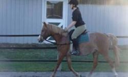 Frosty is 4 years old, she stands 13.2ish right now should finish around 14.2 (will still be growing till 6 like her brother) She is a Arabian/Welsh Filly.
Frosty was broke Summer 2010 and was ridden and worked consistently for about two weeks then left