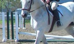 You won't be disappointed with this mare. Daisy is a 17 yr. old, 14.2 Welsh Cob cross. This mare has seen and done it all. She goes in a group or hacks out alone. She has been doing shows since I've owned her, placing with trophies every time. I have