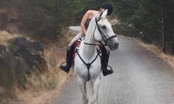 17hh WB gelding for lease. Western and English Tack available for use. Next to the galloping goose for miles of trail riding, the beach and short hack to Metchosin Community Riding Ring. There is also a sand round pen on the property. Well trained in