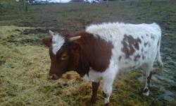 4 longhorn steers for sale 300+ lbs. $500 ea. Located south of Creston B.C. along Idaho border.