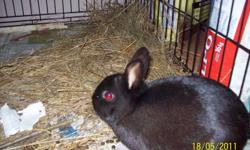 Is pure black and is a year old. very good breeding rabbit makes wonderful babies reason for selling do not have enough cages
 
Call 1-306-236-8452