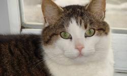 Great personality - will go outside but stays close to home - he is an indoor cat all winter, lol. Has his claws but doesn't claw where he shouldn't - stays down from counters and tables and furniture but loves to cuddle when invited. Approx 4 yrs old -