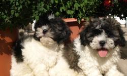 MALSHI ( maltese x shih tzu)  great  puppies live in our house with us...    Our puppies are handled, loved and played with everyday since birth by children.
    Our Puppies born  Aug 6 11 are very well socialized to ensure a friendly temperment.  Dad is