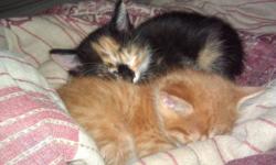 I have two beautiful kittens for sale just in time for christmas. The black kitten is a female Calico Manx. The orange kitten is male Tabby manx. They also both have a little bit of siamese in them.They are both fully tailless great for kids, very clean,
