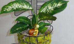 This is for a live house plant (Dieffenbacia) with moss in
a black wire mesh hanger, shape of butterfly.