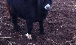 2 Adorable Miniature Pygmy Twin Goats. 1 very small black female and 1 neutered gray male. Fun to have around and watch play.
Born April 2011. Very tame. Make good pets or as an addition to your hobby farm.
$450.00 If interested in buying both of the