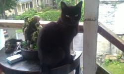 missing from kent street north simcoe on, My pure black cat is missing, hes very friendly and will literally walk in your house if you open the door, he's 10-11 years of age, no collar, loves being outside, please email or call 226-440-2591 Lisa, havent