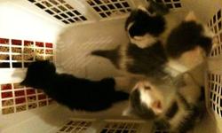 Have long haired black and white mother cat, roughly 3 years old and her 6 kittens to give away. All are house raised. There are two ~5 month old kittens, one is long haired white with a few black spots on head and a black tail, (female. And the other is